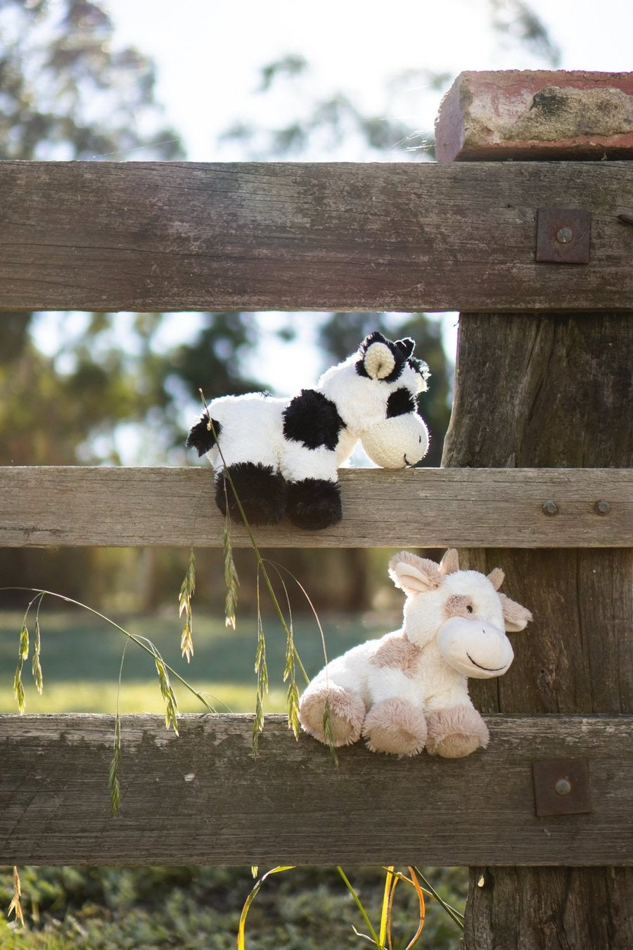Coco the Cow - Black & White