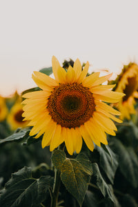 Greeting Card & Fine Art Print - Sunflower